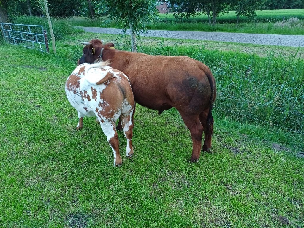 8-7- nieuwe advertentie Dikbil (dek)stier BWB donkerrood, Dieren en Toebehoren, Runderen, Mannelijk, 0 tot 2 jaar