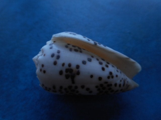 Schelpen: Conus pulicarius Hwass f++g 45mm, Verzamelen, Ophalen of Verzenden, Schelp(en)
