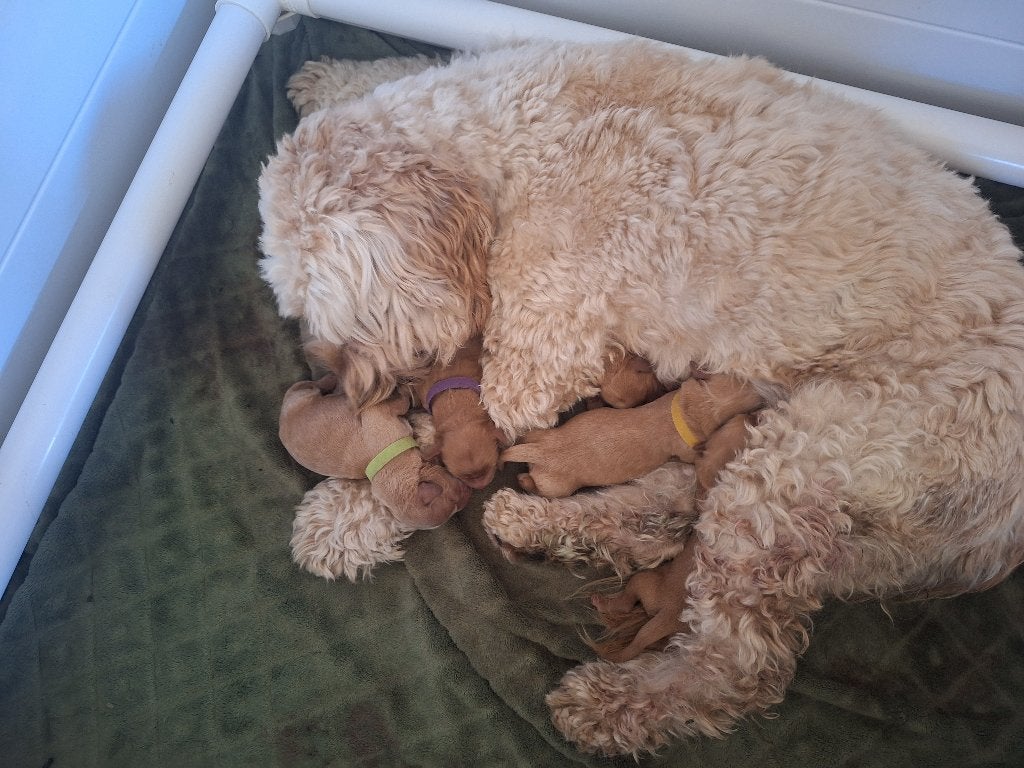 Cockapoo x Australian labradoodle, 8 tot 15 weken, Meerdere dieren, Eén hond, Middel