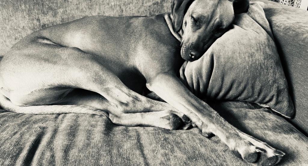 Warm nestje voor rhodesian ridgeback gezocht, Dieren en Toebehoren, Overige rassen, Teef, Parvo, Eén hond