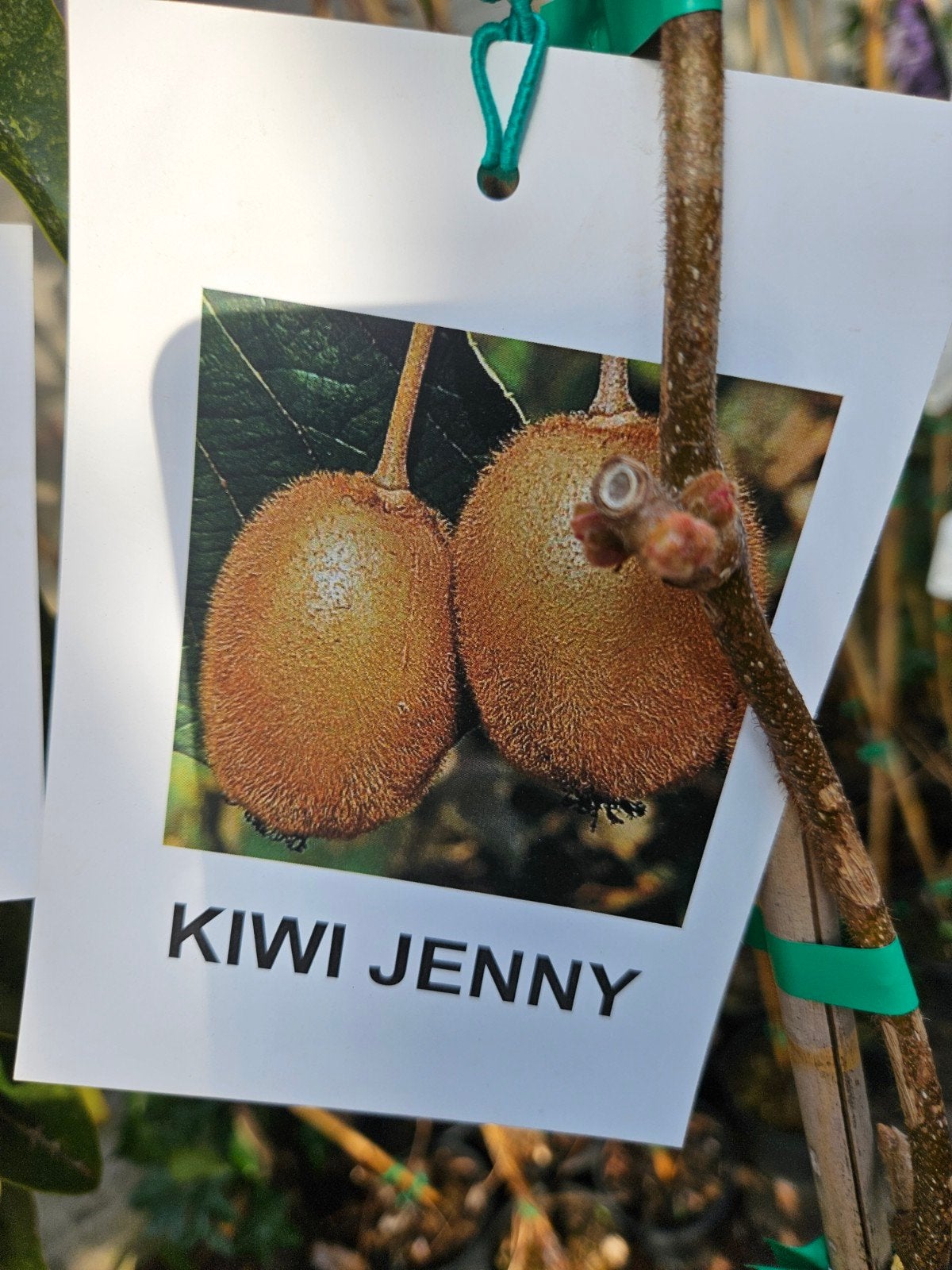 Kiwi Jenny / zelfbestuivende kiwi ‼️, Leiboom, Lente, 250 tot 400 cm, Ophalen