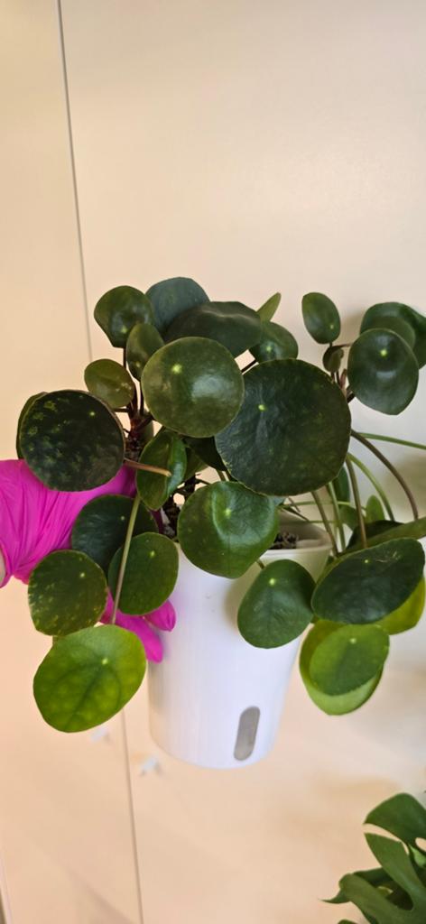Pannenkoekplant, Huis en Inrichting, Kamerplanten, Ophalen of Verzenden, Halfschaduw, Minder dan 100 cm
