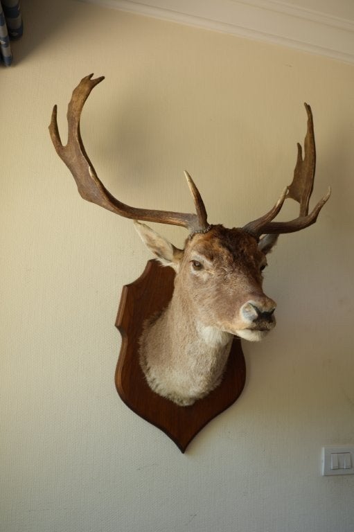 Taxidermie opgezette kop damhert, Ophalen, Gebruikt, Hert, Opgezet dier