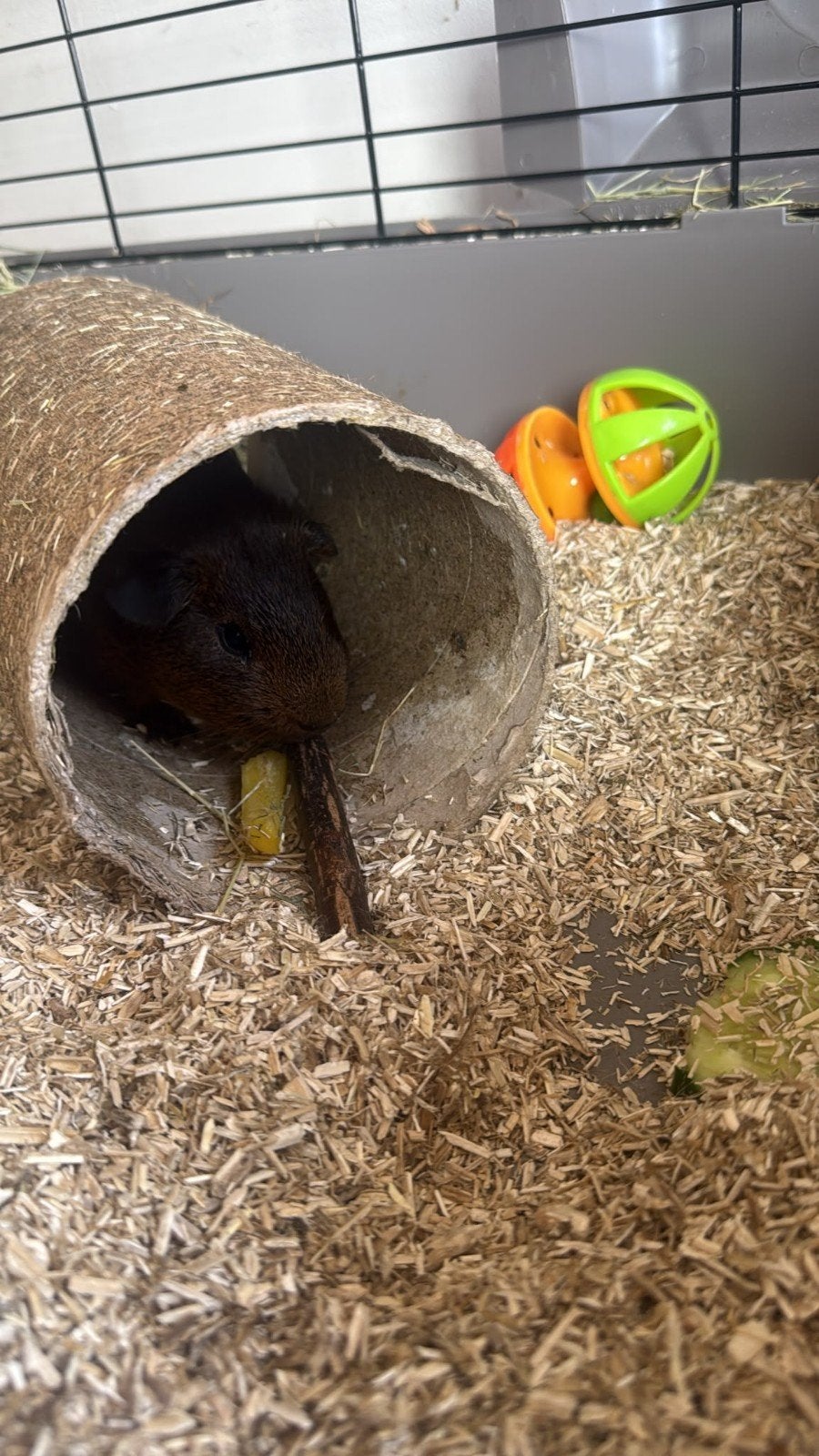 2 Cavia beertjes inclusief benodigdheden, April, Mannelijk, Cavia