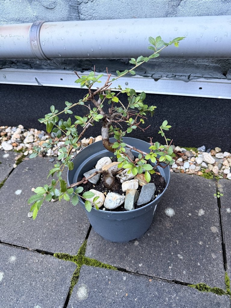 Chinese Elm Bonsai, Huis en Inrichting, Ophalen, In pot, Minder dan 100 cm, Bonsai