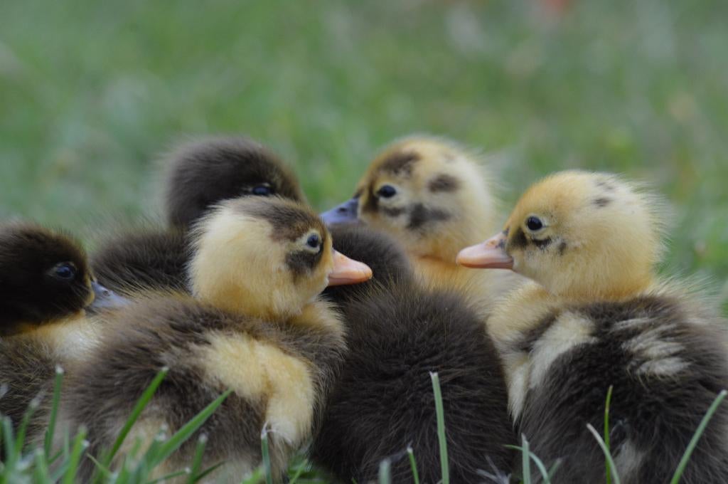 Loopeend kuikens uit natuurbroed aangeboden, Dieren en Toebehoren, Geslacht onbekend, Eend