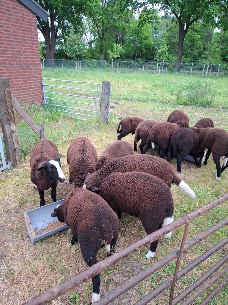 Zwartbles lammeren, Dieren en Toebehoren, Meerdere dieren, Schaap