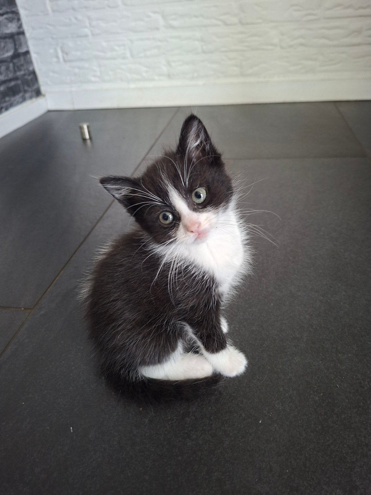 Kitten (poes), Meerdere dieren