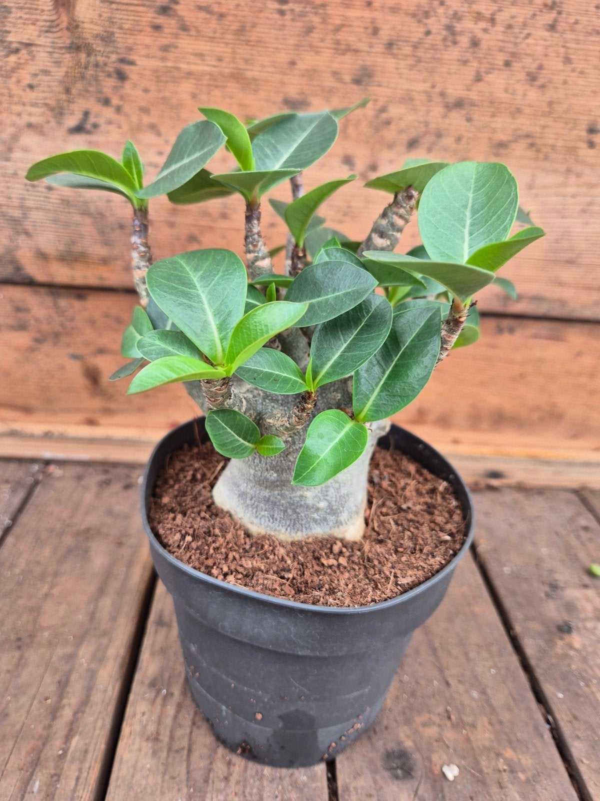 Adenium Baobab p12 (1), Huis en Inrichting, Kamerplanten, Minder dan 100 cm, Halfschaduw, Ophalen of Verzenden