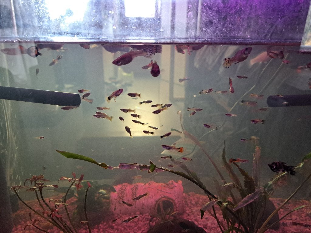 Guppen te koop, Vis, Zoetwatervis