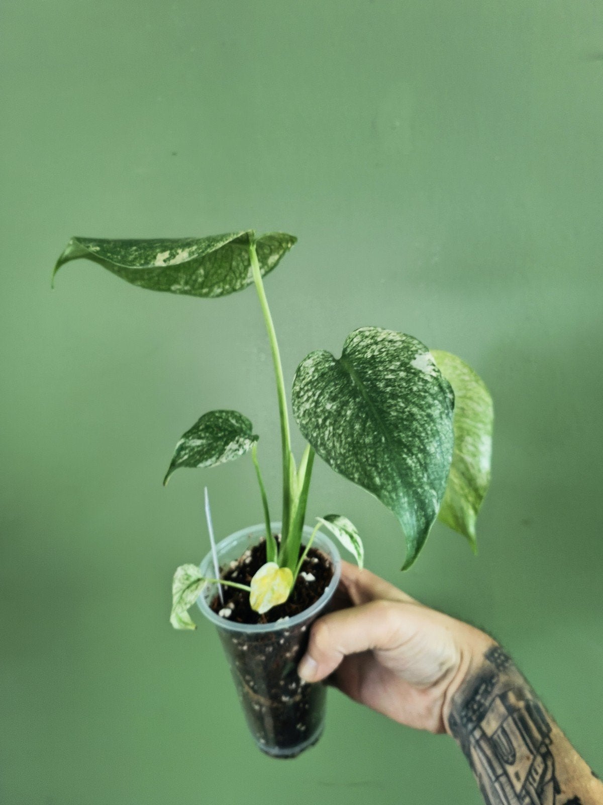 monstera mint, Ophalen of Verzenden, Halfschaduw, Minder dan 100 cm