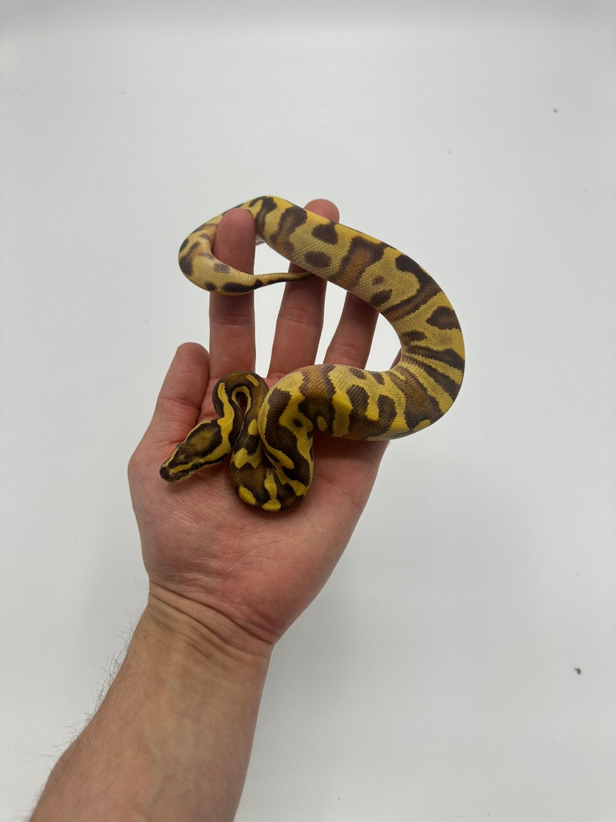 0.1 python regius - enchi od hypo yb/gravel het clown