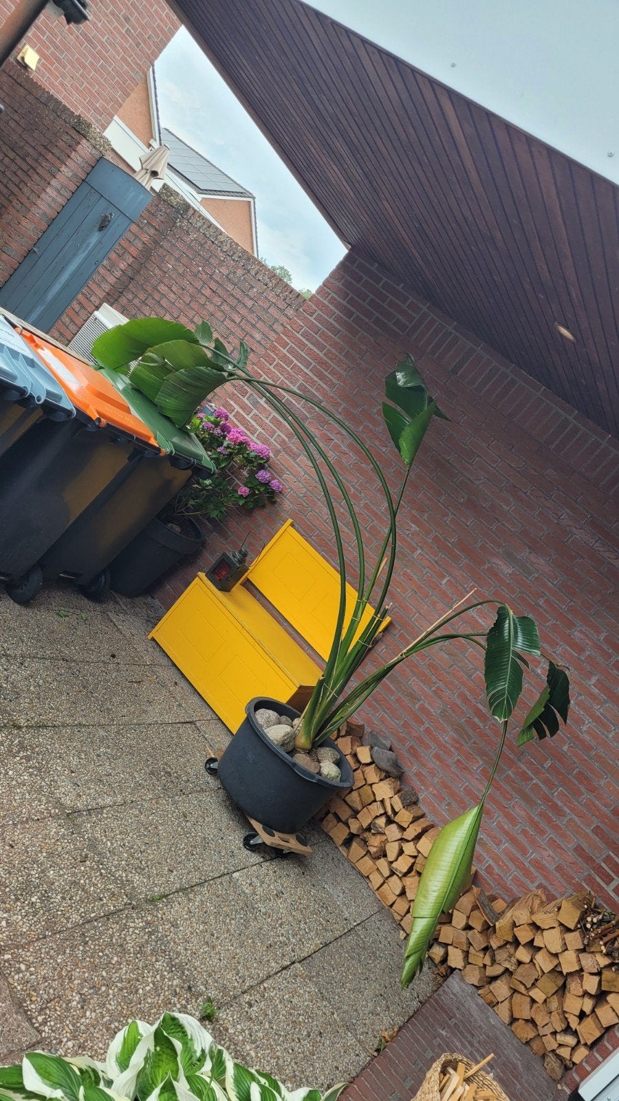 Hele grote palm XXXXL, Tuin en Terras, Volle zon, Ophalen of Verzenden, 100 tot 250 cm, Zomer