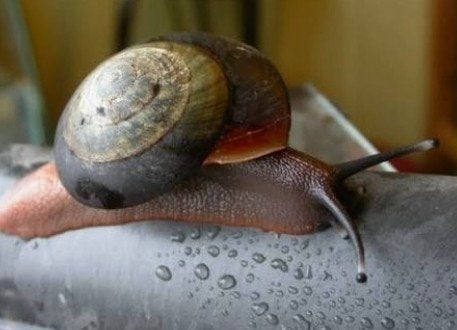 Caracolus excellens, 0 tot 2 jaar