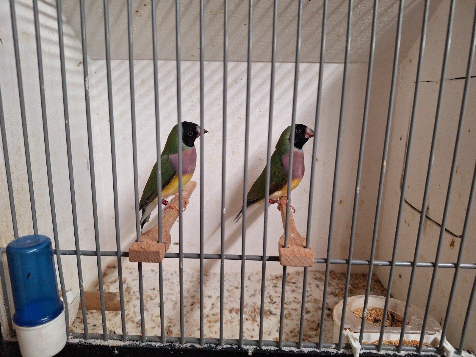 Gould amadines, Dieren en Toebehoren, Vrouwelijk, Geringd