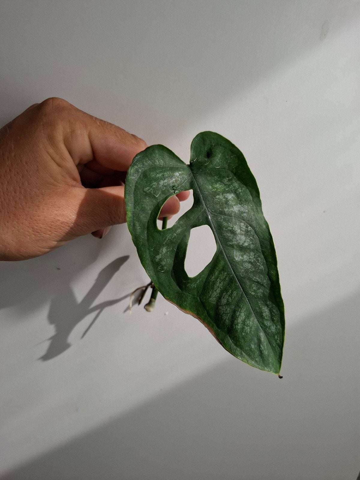 Monstera siltepecana stekken, Ophalen of Verzenden, Halfschaduw, Minder dan 100 cm