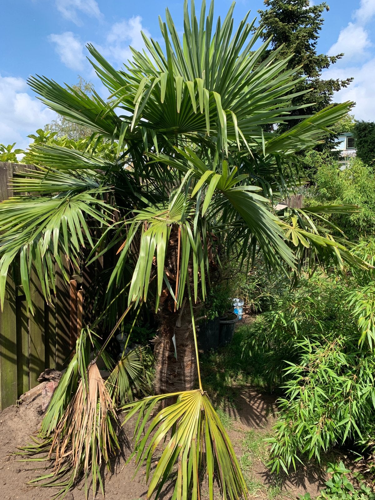 Grote palm, Tuin en Terras, Planten | Bomen, 100 tot 250 cm, Zomer, Palmboom, Ophalen
