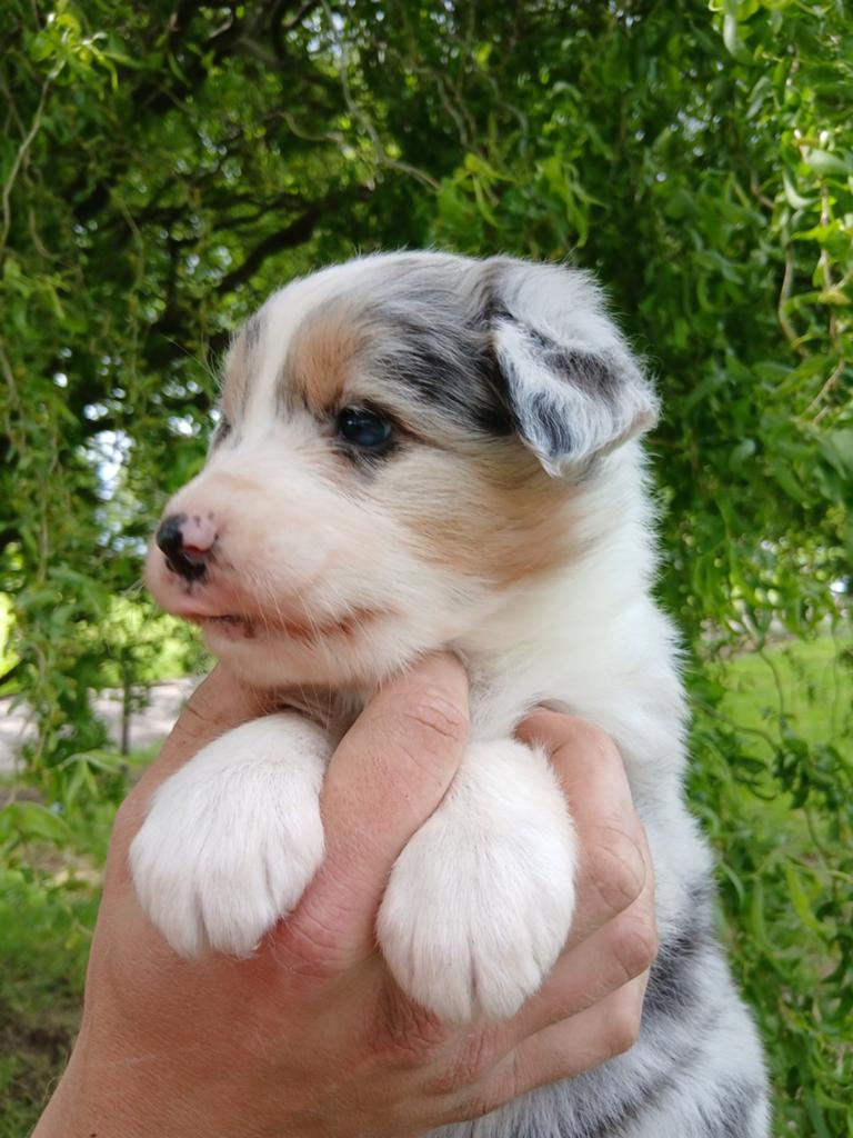 Australian Shepherd pups, 8 tot 15 weken, Meerdere, Meerdere dieren, Herder