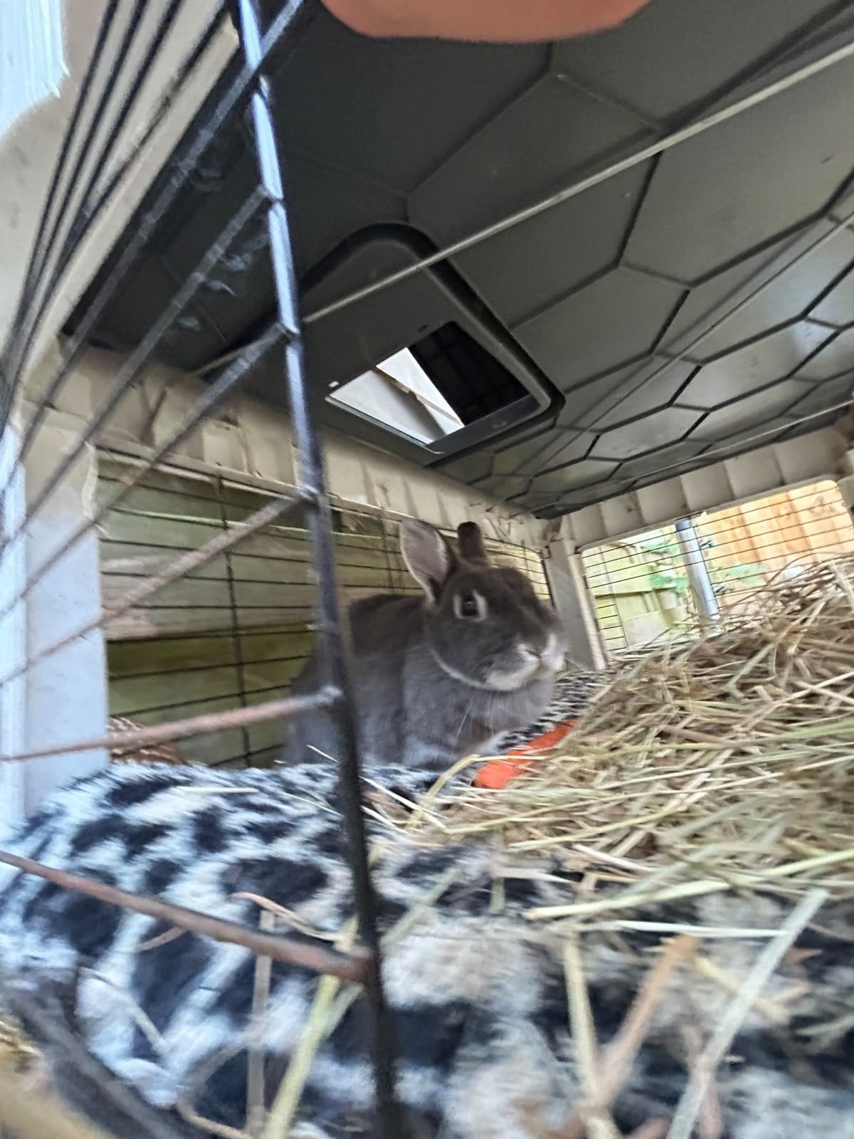 gratis konijn, Dieren en Toebehoren, Vrouwelijk, Dwerg, 0 tot 2 jaar