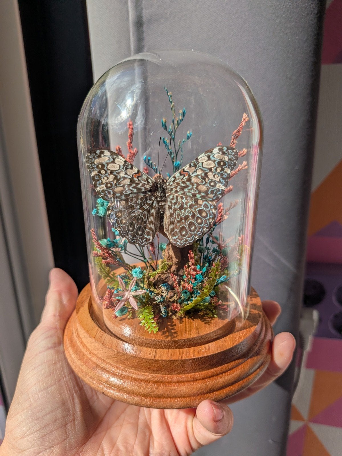 Unieke vlinder in glazen stolp - decoratief object, Ophalen of Verzenden, Zo goed als nieuw