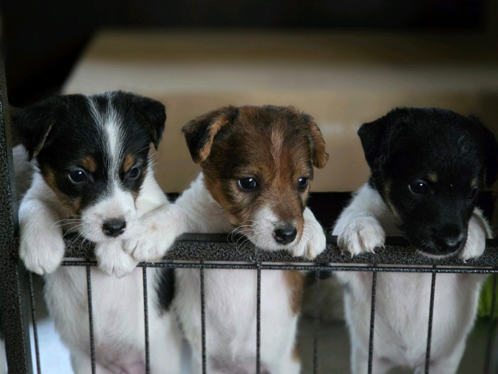 Super mooie en lieve Jack Russel pups, Dieren en Toebehoren, Honden | Jack Russells en Terriërs, Jack Russell Terriër, 8 tot 15 weken