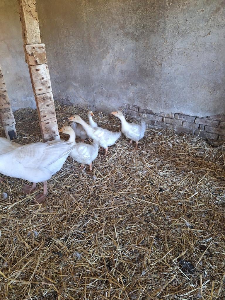 Ganzenkuikens, Dieren en Toebehoren, Pluimvee, Meerdere dieren, Eend