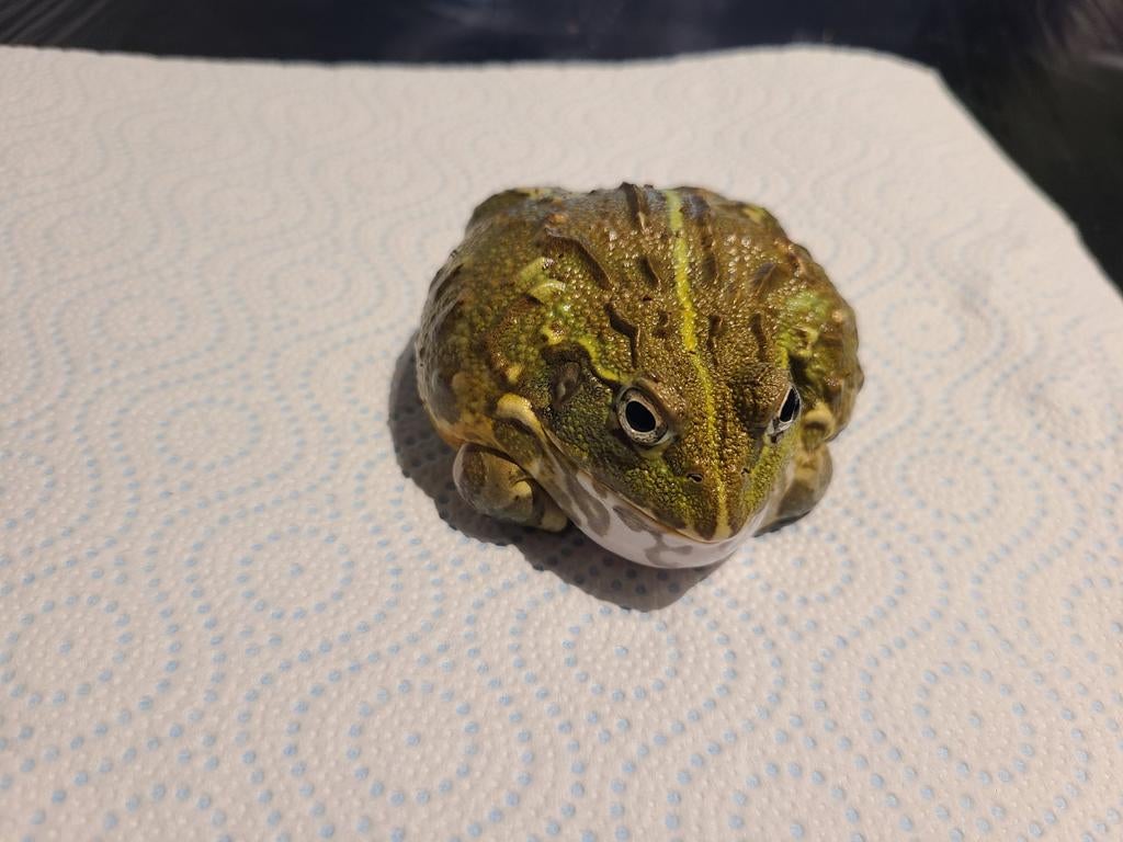 Afrikaanse stierkikker (dwarf, p.edulis), Dieren en Toebehoren, Reptielen en Amfibieën, Slang, 0 tot 2 jaar
