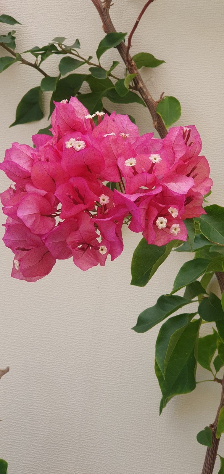 Prachtige Bougainvillea - Levendige Klimplant, Ophalen, Volle zon, Vaste plant, Klimplanten