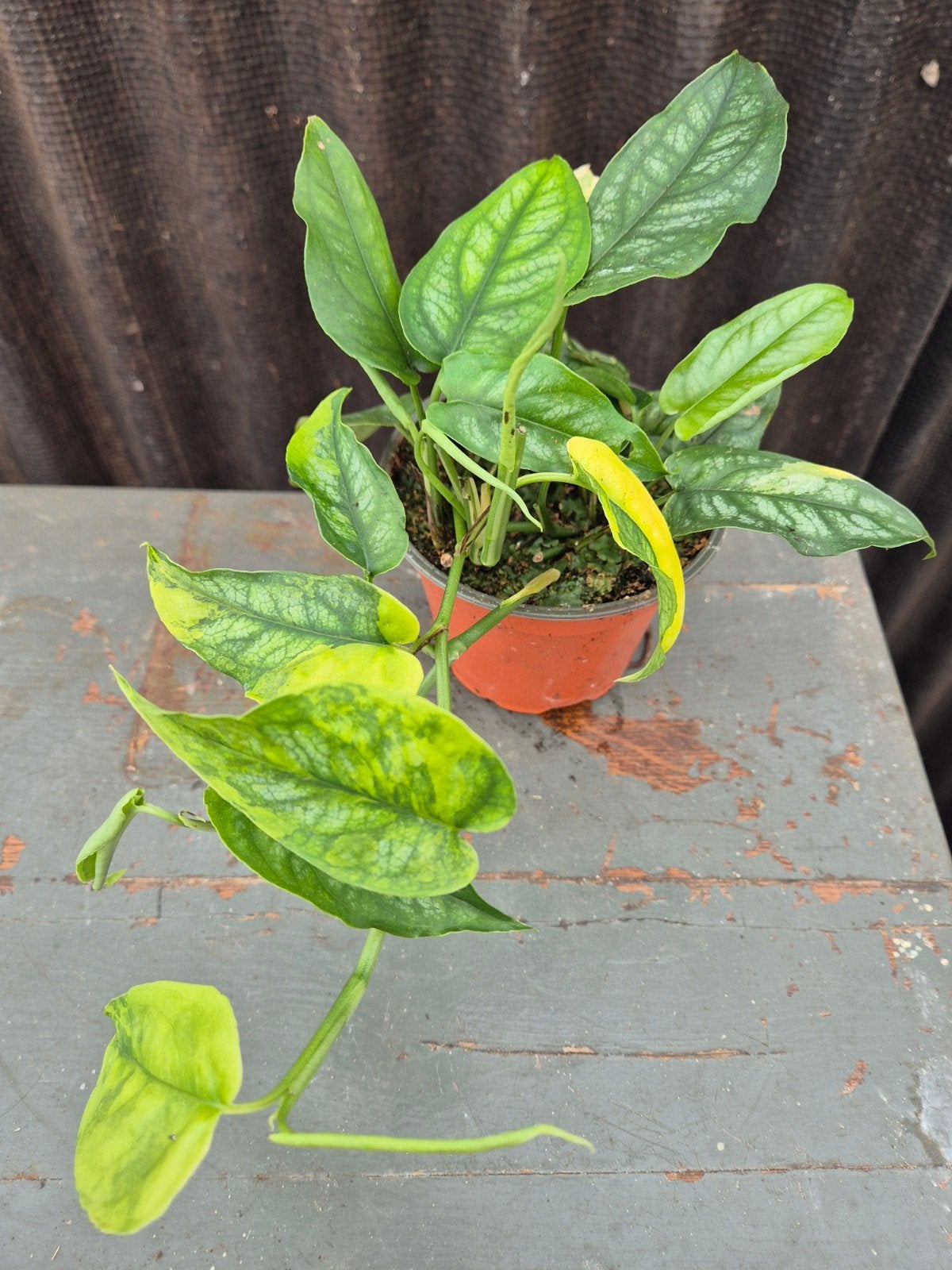 Monstera Siltepecana Aurea Variegata p12 (2), Huis en Inrichting, Ophalen of Verzenden, Halfschaduw, Minder dan 100 cm