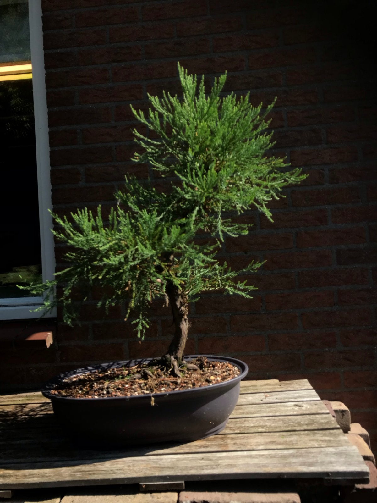 Bonsai Sequoia giganteum, Volle zon, Vaste plant, Bloeit niet, Ophalen