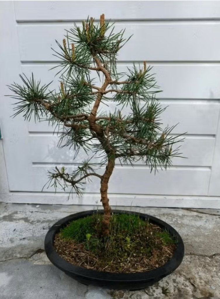 Bonsai Pinus Sylvestris (Noorse), Tuin en Terras, Planten | Tuinplanten, Vaste plant, Bloeit niet, Halfschaduw, Ophalen