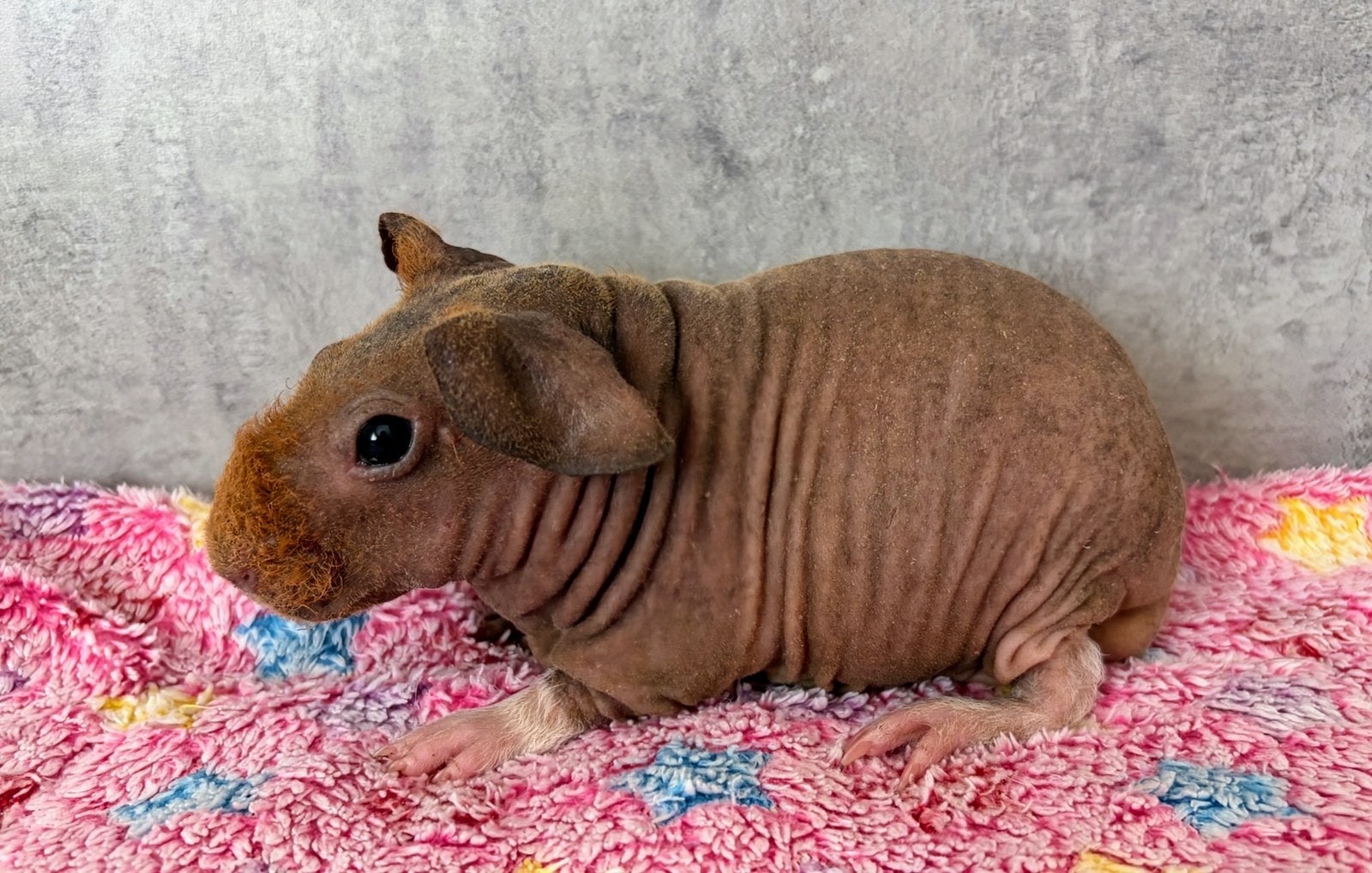 Skinny/Weerwolfje (Beertje), Cavia, Mannelijk, Mei, Tam