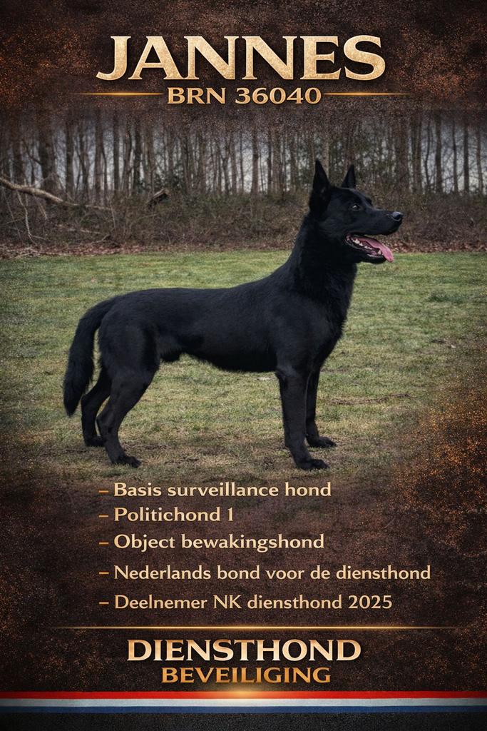 Ter dekking KNPV gecertificeerde zwarte mechelse herder, Reu, Parvo, Eén hond, 3 tot 5 jaar