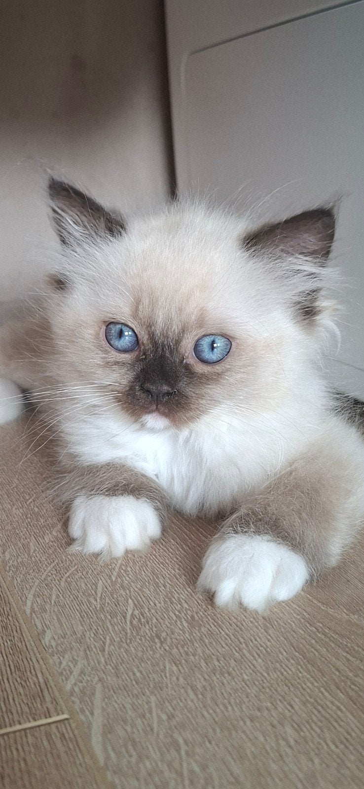 ragdoll poesje