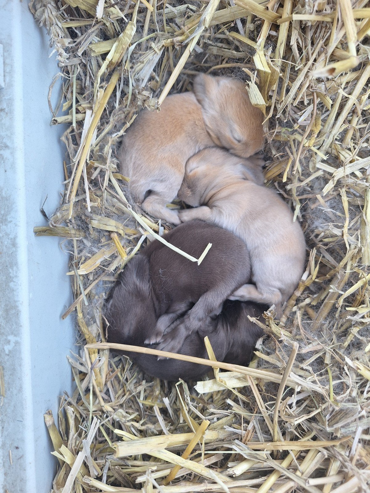 jonge dwerghangoorkonijntjes man en vrouw, Dieren en Toebehoren, Meerdere dieren, Dwerg