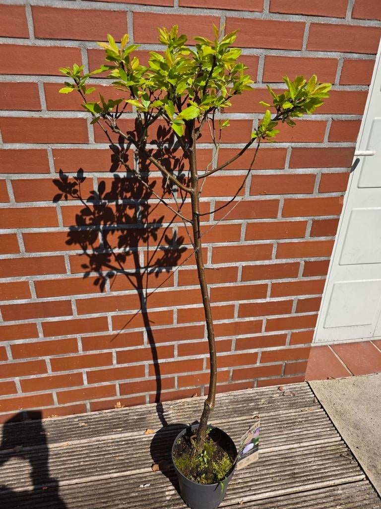 Pruimenboom Prunus Domestica 'Opal' - 130cm hoog, Tuin en Terras, Lente, Volle zon, In pot, Ophalen of Verzenden