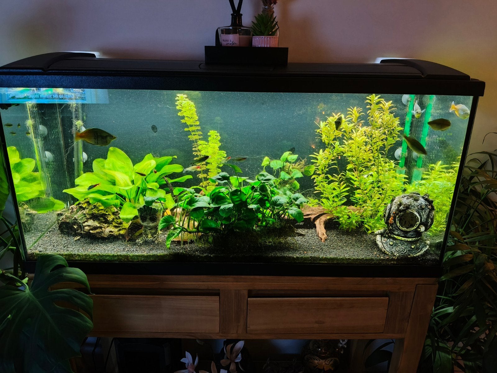 aquarium 100cm x 60 cm, Ophalen, Pomp, Eheim, Gevuld zoetwateraquarium