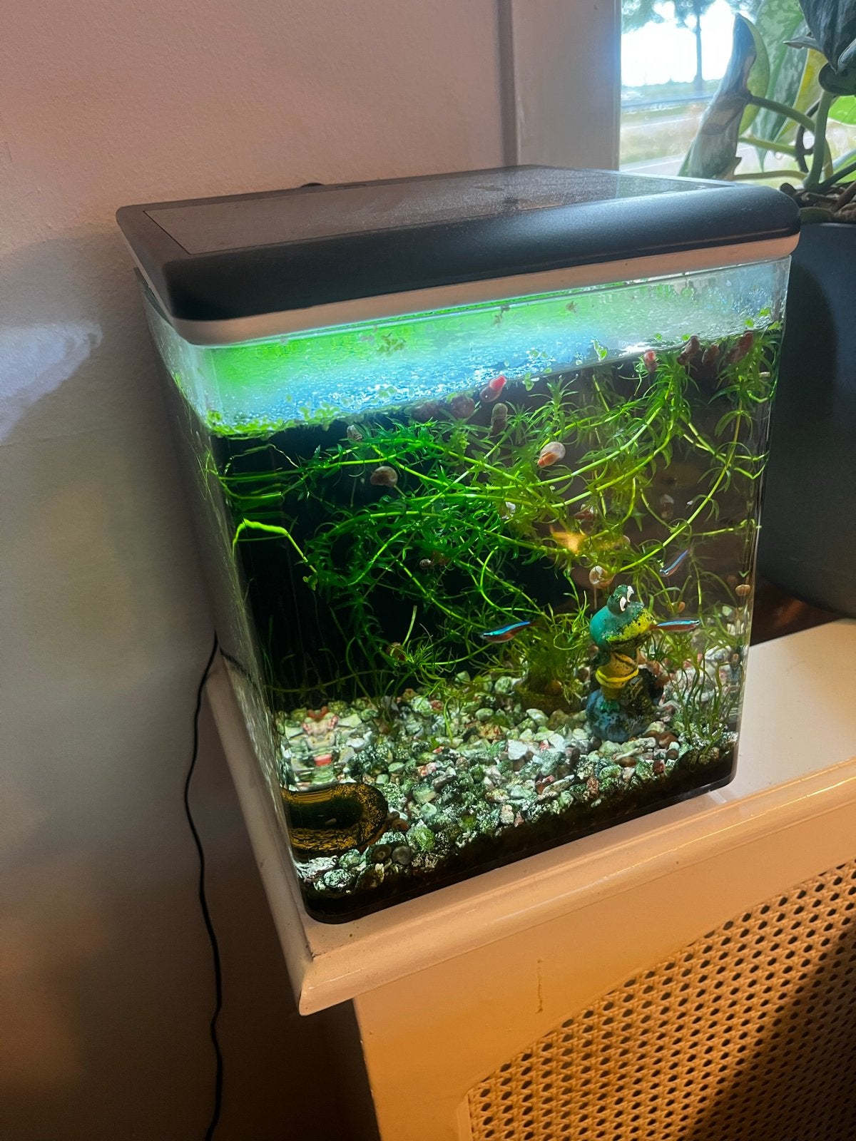 aquarium, superfish home 8, Ophalen, Gebruikt, Gevuld zoetwateraquarium, Superfish