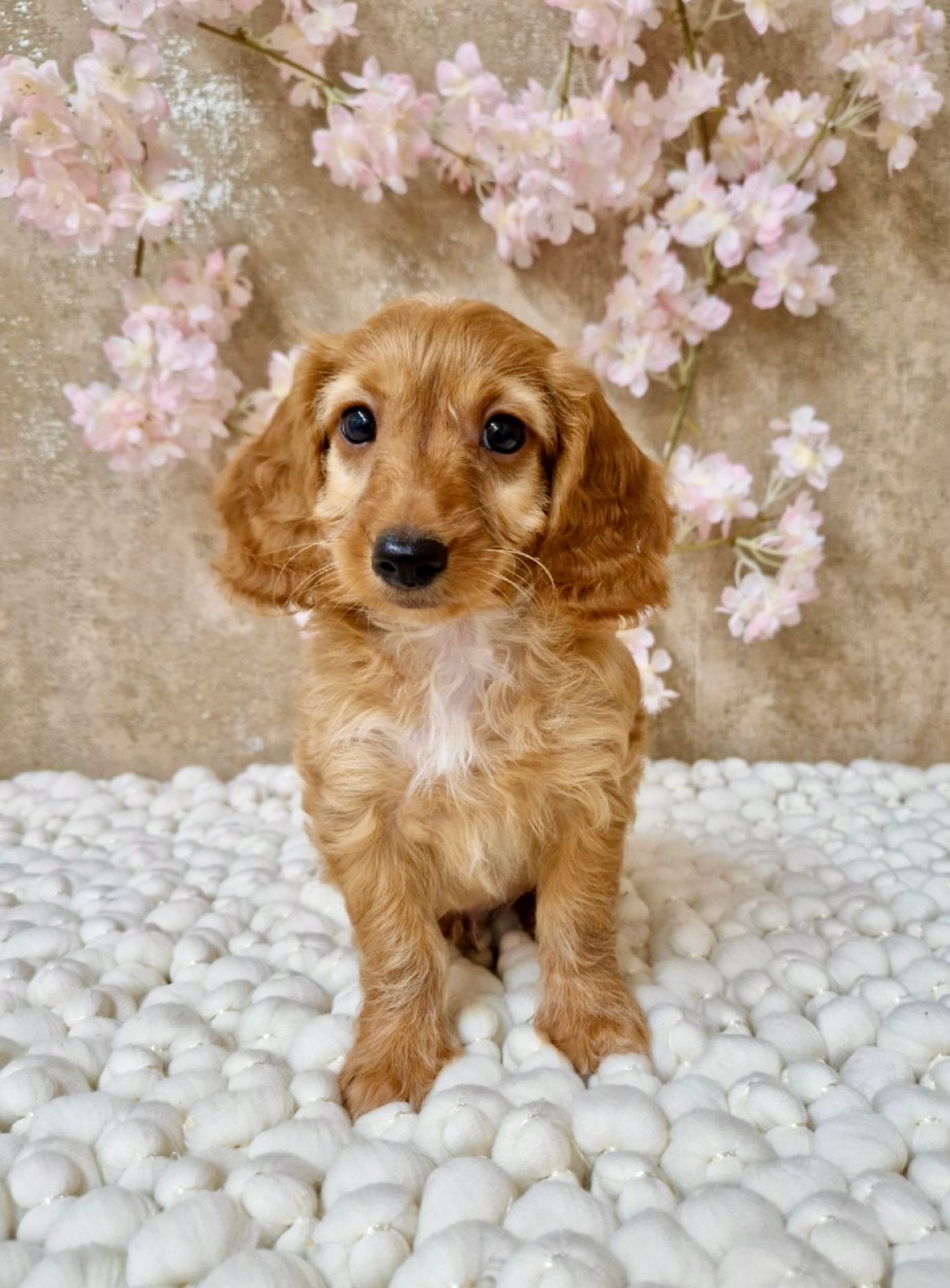 Teckel x poedel pups, Dieren en Toebehoren, Honden | Chihuahua's en Gezelschapshonden, Parvo, Nederland, Overige rassen, 8 tot 15 weken