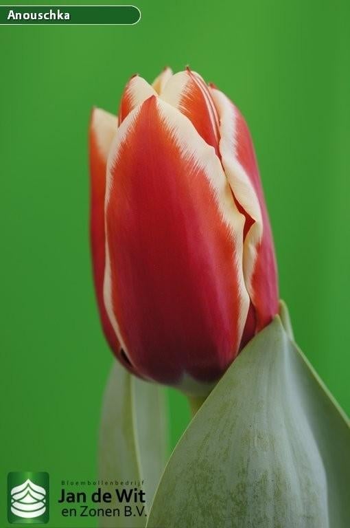 Tulpenbollen Anouschka, Tuin en Terras, Bloembollen en Zaden, Ophalen, Volle zon