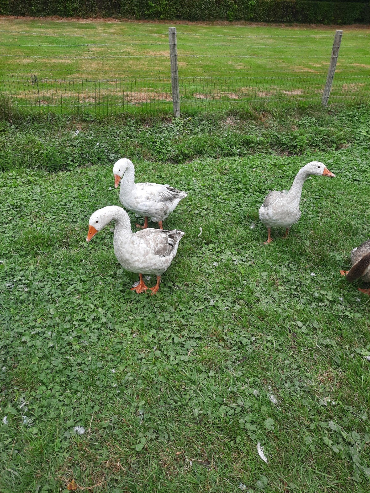 3 jonge gansen, Dieren en Toebehoren, Pluimvee, Geslacht onbekend, Kip