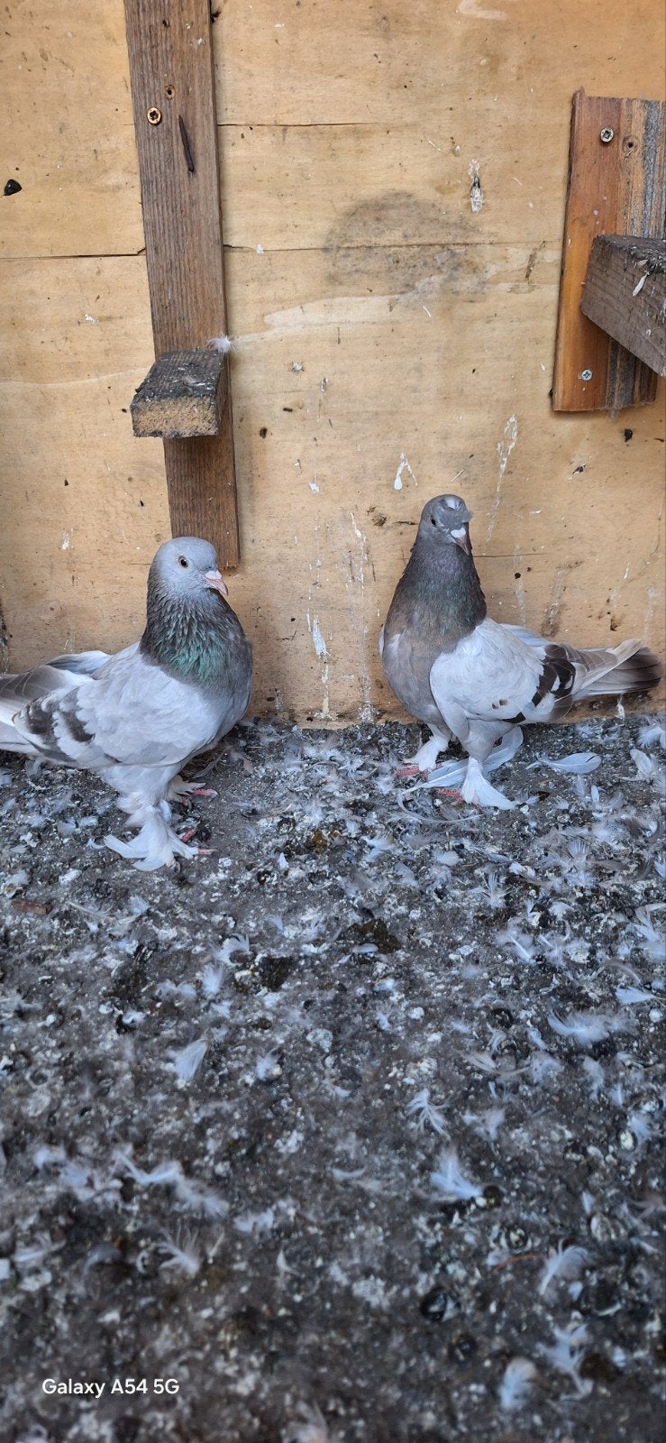 takla, Dieren en Toebehoren, Meerdere dieren, Postduif