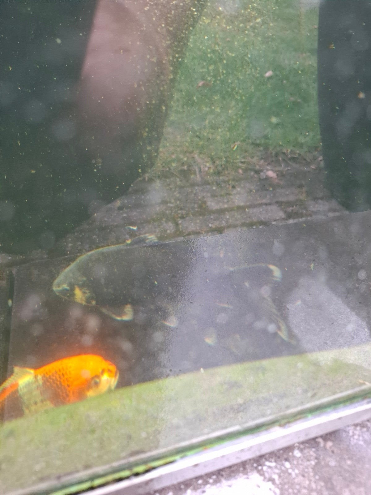 aantal koi s, Karper of Koi