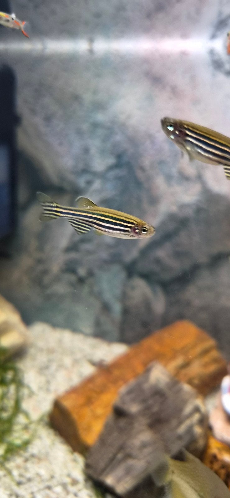 Zebra Danio (zebravis) - groep van 5 (5 stuks), Dieren en Toebehoren, Vis, Zoetwatervis