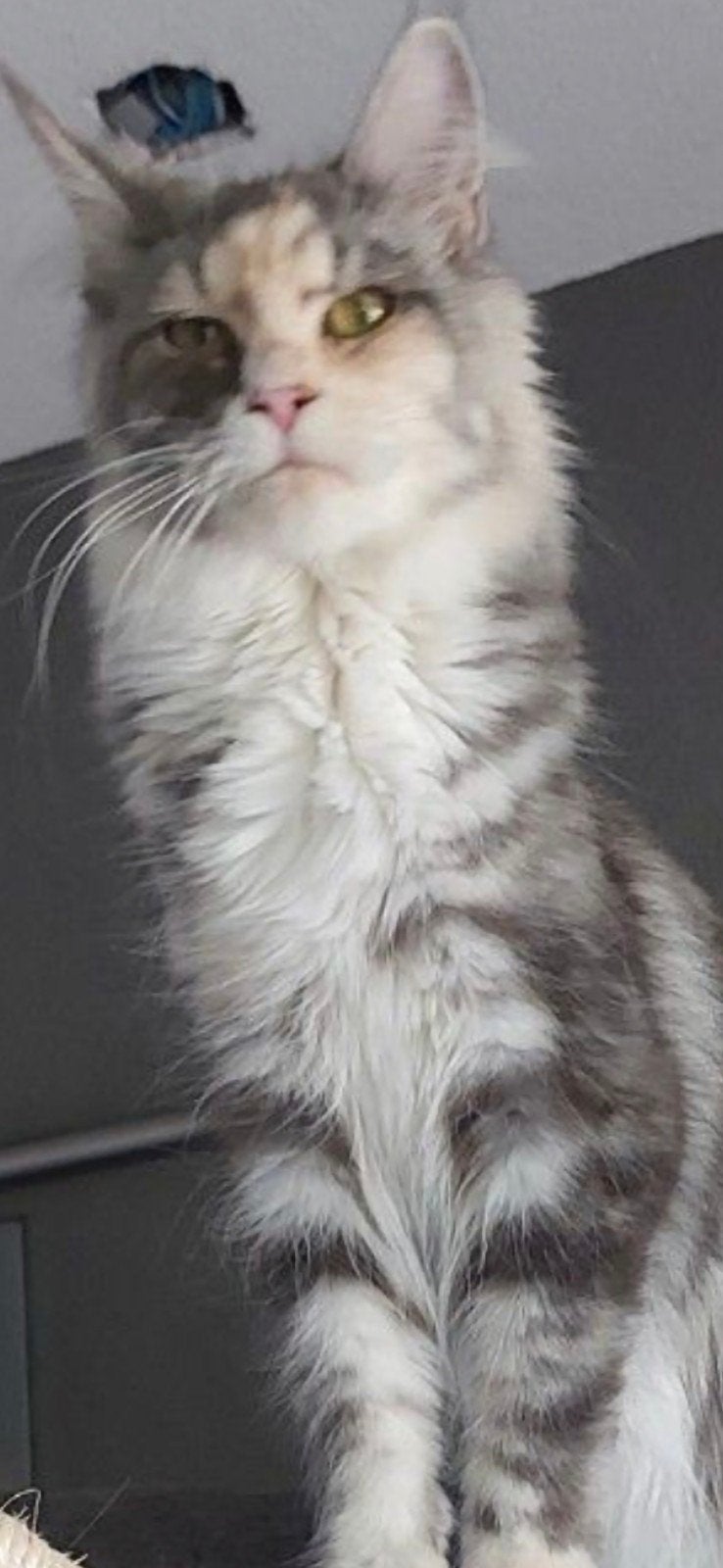 Maine Coon poes Russische lijn herplaatsing, Poes, Met stamboom, 3 tot 5 jaar