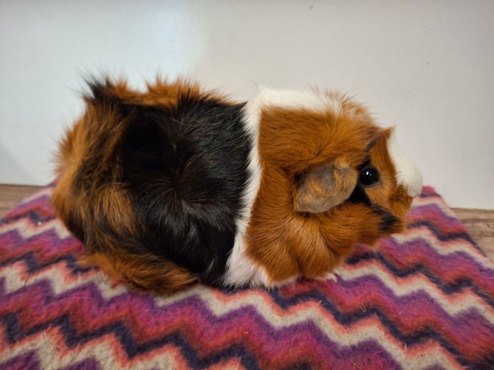 driekleur borstel cavia zeugje, Cavia, April, Vrouwelijk, Tam