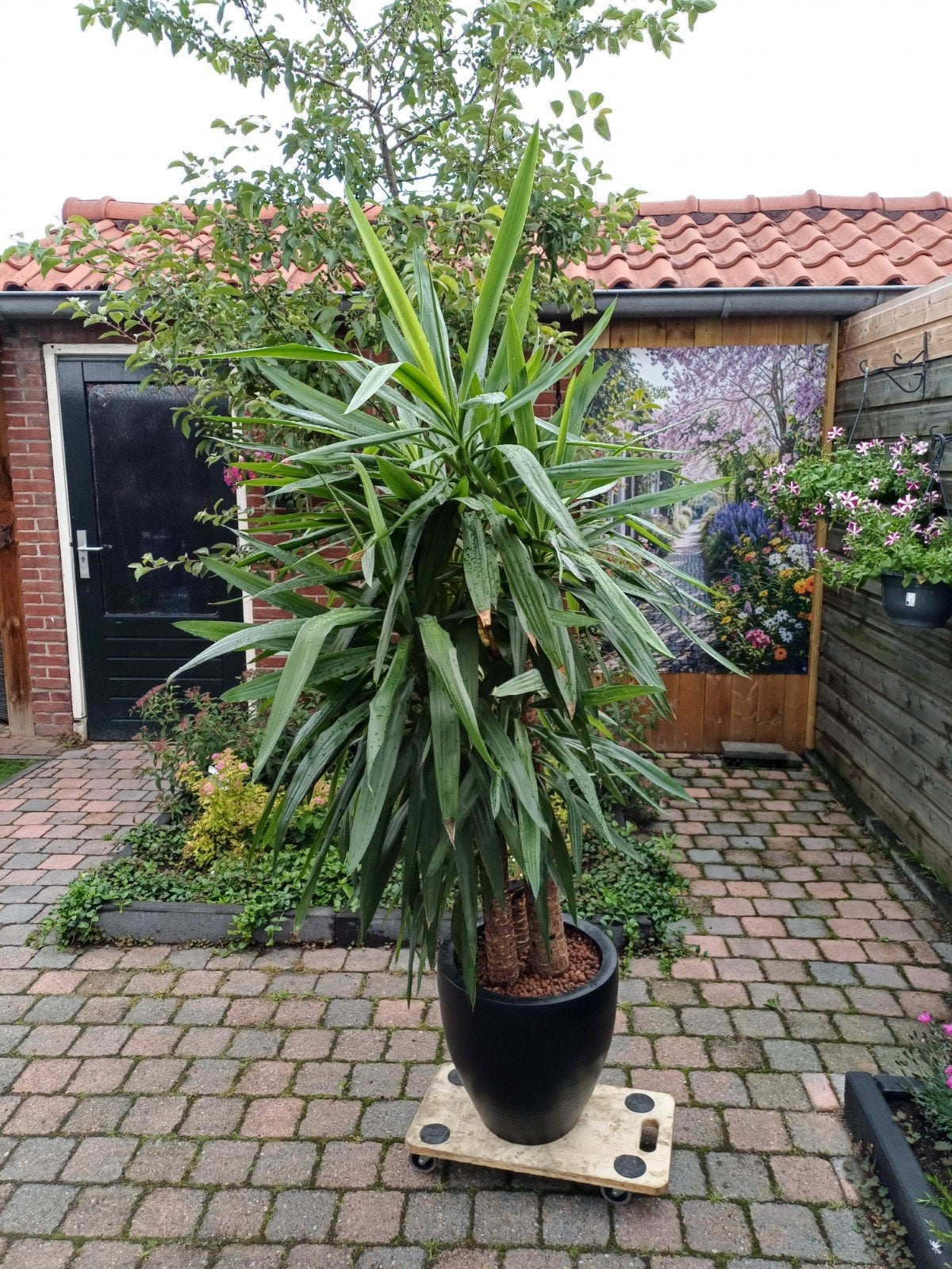 Kamerplant yucca, Ophalen of Verzenden, Bloeit niet, Overige soorten, Minder dan 100 cm