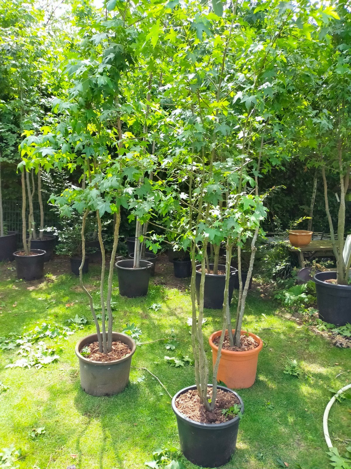 Meerstammige Amberbomen, Bloeit niet, Overige soorten, 250 tot 400 cm, Ophalen