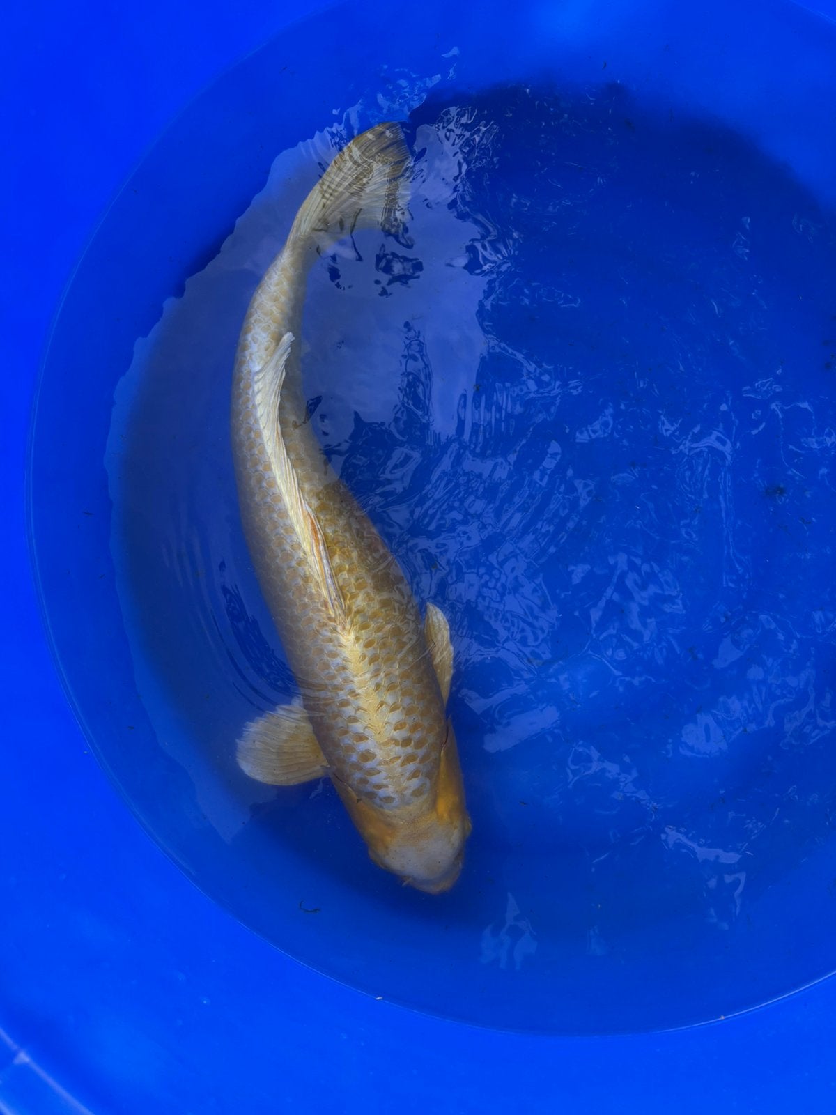 Yamabuki ogon 63cm izumiya, Dieren en Toebehoren, Karper of Koi