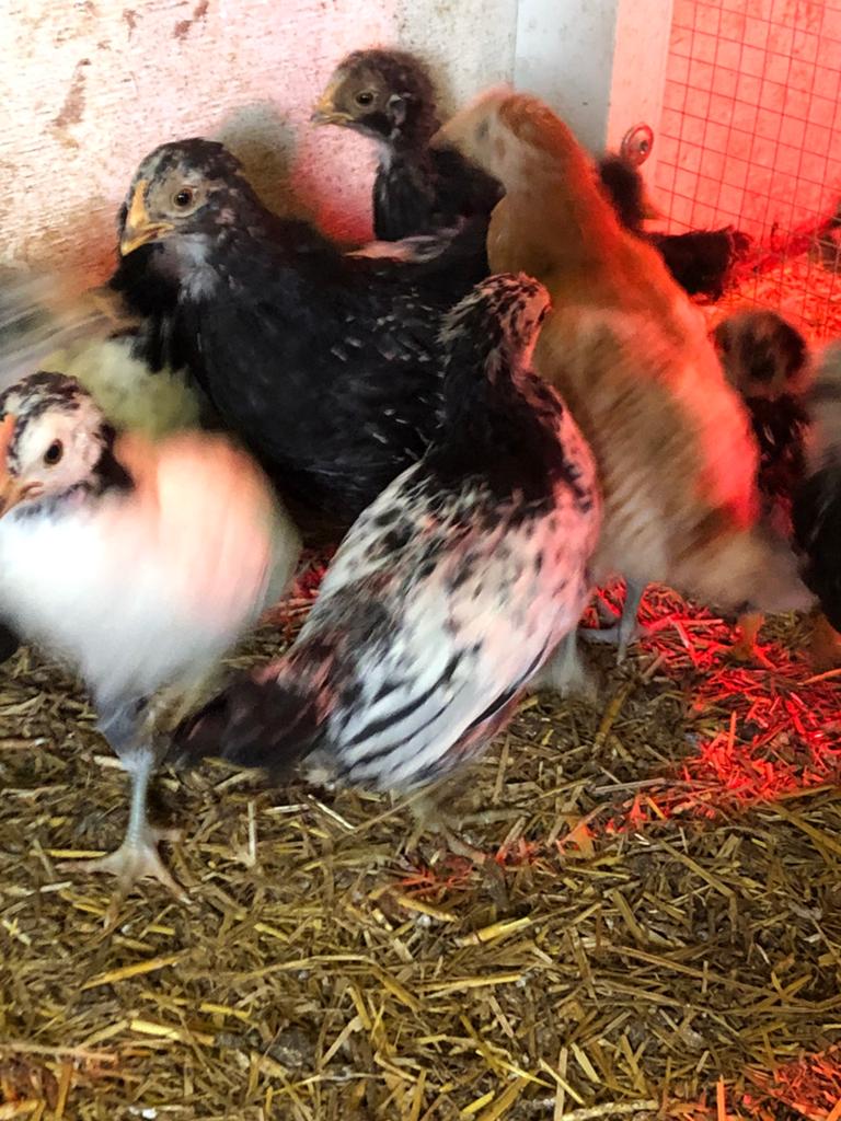 Kuikens, Meerdere dieren, Kip